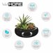 WELL HOME - Composição central com sortimento de plantas Verde