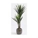 Planta Decorativa Yucca Verde