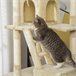 Arranhador para Gatos Aglomerado, Pelúcia e Corda de Sisal PawHut Bege