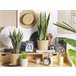 Beliani Planta artificial YUCCA Verde