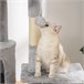 Arranhador para Gatos Aglomerado, Pelúcia PawHut Cinza