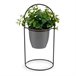 Planta Decorativa Verde