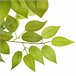 árvore de ficus artificial Verde