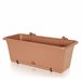 Camely w Terracota