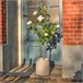 Planta articial ROSA marca EVERLANDS FLOWERS AND PLANTS Verde