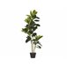Beliani Planta artificial FICUS ELASTICA Verde