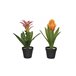Planta BROMELIA cores sortids 40cm Verde