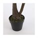 Planta Decorativa Yucca Verde