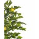 Beliani Planta artificial limoeiro Verde