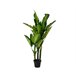 Planta artifical DIEFTENBAC marca EVERLANDS FLOWERS AND PLANTS Verde