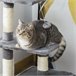 Arranhador para Gatos Aglomerado de Madeira, Pelúcia e Sisal Cinza