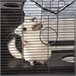 Gaiola para Roedores Metal, Nylon e PP PawHut Cinza