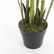 Planta Decorativa Verde