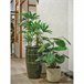 FLOWER micro LED luzes para plantas 100cm Branco/ Plateado