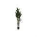 Planta Decorativa Verde