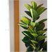 Beliani Planta artificial FICUS ELASTICA Verde
