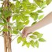 árvore de ficus artificial Verde