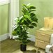 Planta Artificial PEVA e Metal HOMCOM, casa - decoração Verde