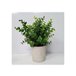 Planta artificial com vaso DOMINIC Multicor