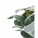 Beliani Planta artificial PEPEROMIA ARGYREIA Verde
