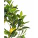 Beliani Planta artificial limoeiro Verde