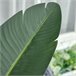 Planta Artificial Bananeira PE e Tecido HOMCOM Verde