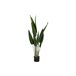 Planta Decorativa Verde