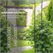 Arco de Metal para Exterior Metal Outsunny Preto