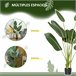 Planta Artificial Bananeira PE e Tecido HOMCOM Verde