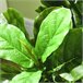 Planta Artificial PEVA e Metal HOMCOM, casa - decoração Verde