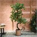 Planta artificial GINKO marca EVERLANDS FLOWERS AND PLANTS Verde