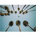Tela PALMS 60x80cm marca Conforama Multicor