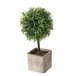 Planta LITO sortidamarca BOLTZE Verde