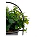 Planta Decorativa Verde