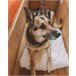Beliani Cama para animais de estimação ERGANI Laranja