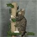 Árvore para Gatos Aglomerado de madeira, ABS e Juta PawHut Verde