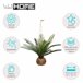 WELL HOME - Cuba de palmeira Bege
