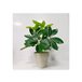 Planta artificial com vaso EMIL Multicor