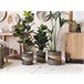 Beliani Conjunto de 3 vasos para plantas RATTAIL Bege