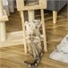 Árvore Arranhador para Gatos Bege