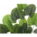 Planta artificial LICUALA marca EVERLANDS FLOWERS AND PLANTS Verde