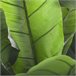 WELL HOME - Bananeira Artificial Verde