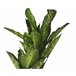 Planta artifical DIEFTENBAC marca EVERLANDS FLOWERS AND PLANTS Verde