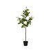 Planta articial ROSA marca EVERLANDS FLOWERS AND PLANTS Verde