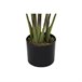 Planta Decorativa Verde