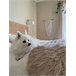 Beliani Shaggy (pelos longos) MUNGO 53x88 Bege