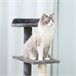 Arranhador para Gatos Multicor