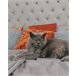 Beliani Cama Terciopelo LUBBON 209x215 Cinza
