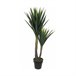 Planta Decorativa Yucca Verde