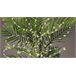 FLOWER micro LED luzes para plantas 100cm Branco/ Plateado